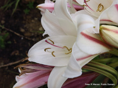 Crinum bulbispermum