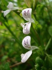 Hypoestes