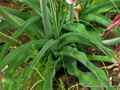 Crinum bulbispermum