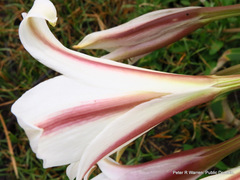 Crinum bulbispermum