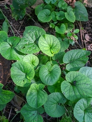 Viola alba dehnhardtii