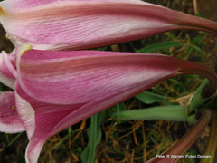 Crinum bulbispermum