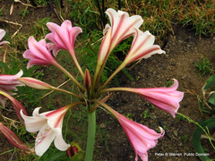 Crinum bulbispermum