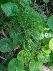 Asparagus verticillatus