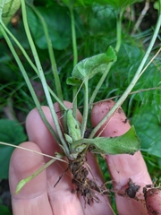 Viola alba dehnhardtii