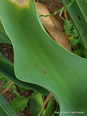 Crinum bulbispermum