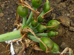 Crinum bulbispermum