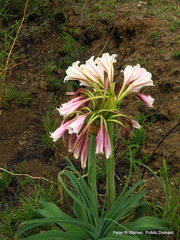 Crinum bulbispermum