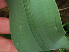 Crinum bulbispermum