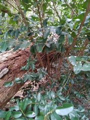 Erythroxylum emarginatum