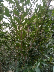 Erythroxylum emarginatum