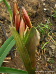 Crinum bulbispermum