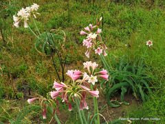 Crinum bulbispermum