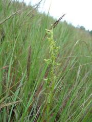 Habenaria filicornis