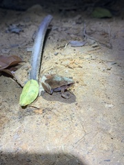Hamptophryne boliviana