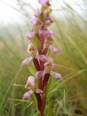 Disperis tysonii