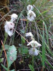 Huttonaea grandiflora