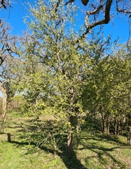 Acanthosyris spinescens