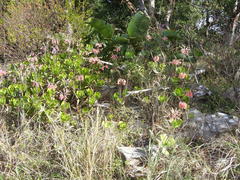 Cotyledon orbiculata oblonga