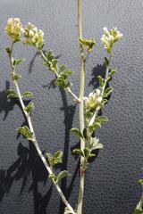 Psoralea arborescens