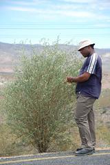 Psoralea arborescens