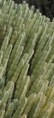 Euphorbia resinifera