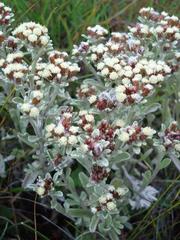 Helichrysum spiralepis