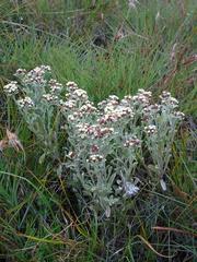 Helichrysum spiralepis
