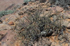 Commiphora capensis