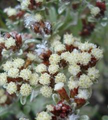Helichrysum spiralepis