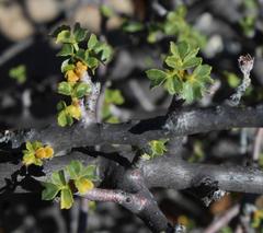 Commiphora capensis