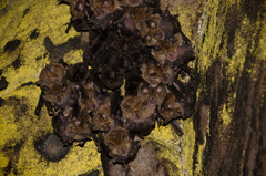 Miniopterus natalensis