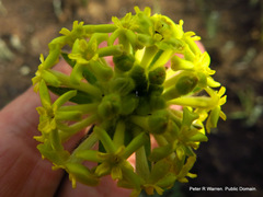 Lasiosiphon kraussianus kraussianus