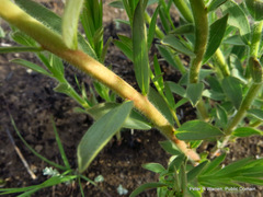 Lasiosiphon kraussianus kraussianus