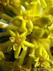 Lasiosiphon kraussianus kraussianus