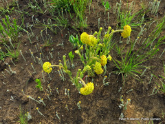 Lasiosiphon kraussianus kraussianus