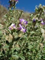 Lotononis lotononoides