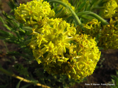 Lasiosiphon kraussianus kraussianus