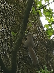 Sciurus carolinensis