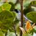 Nemosia pileata caerulea - Photo (c) eduardovieira17, algunos derechos reservados (CC BY-NC), subido por eduardovieira17