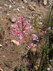 Nerine humilis