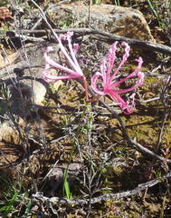 Nerine humilis