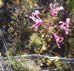 Nerine humilis