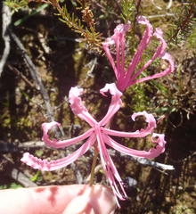 Nerine humilis