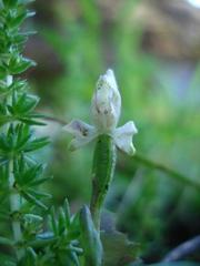 Disperis macowanii