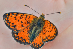 Melitaea interrupta