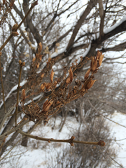 Syringa
