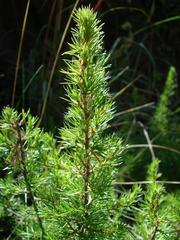 Cliffortia paucistaminea