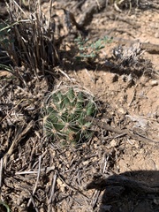 Mammillaria wrightii wrightii