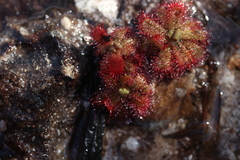 Drosera trinervia